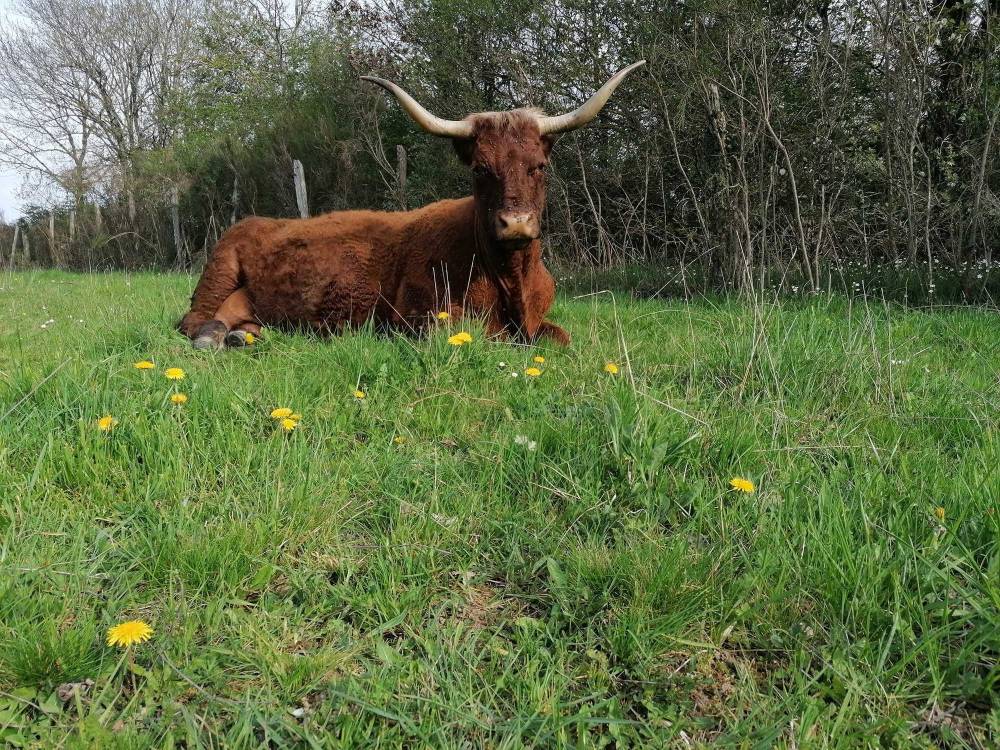 GAEC Falvard – Vente de viande bovine bio à Saint-Angel 0021