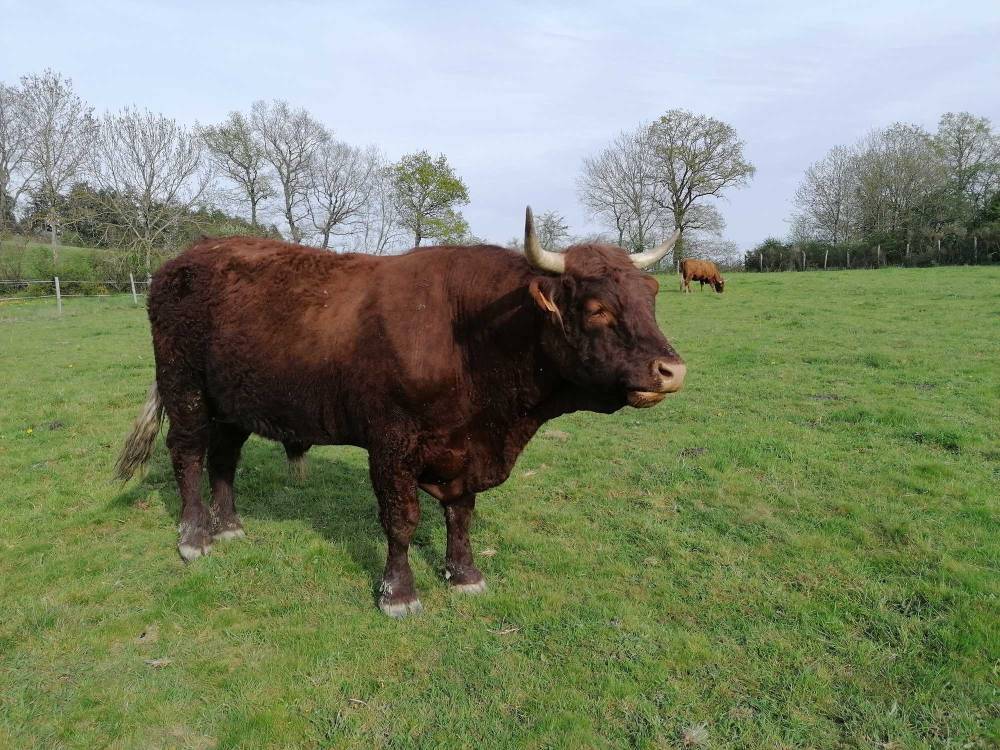 GAEC Falvard – Vente de viande bovine bio à Saint-Angel 0022