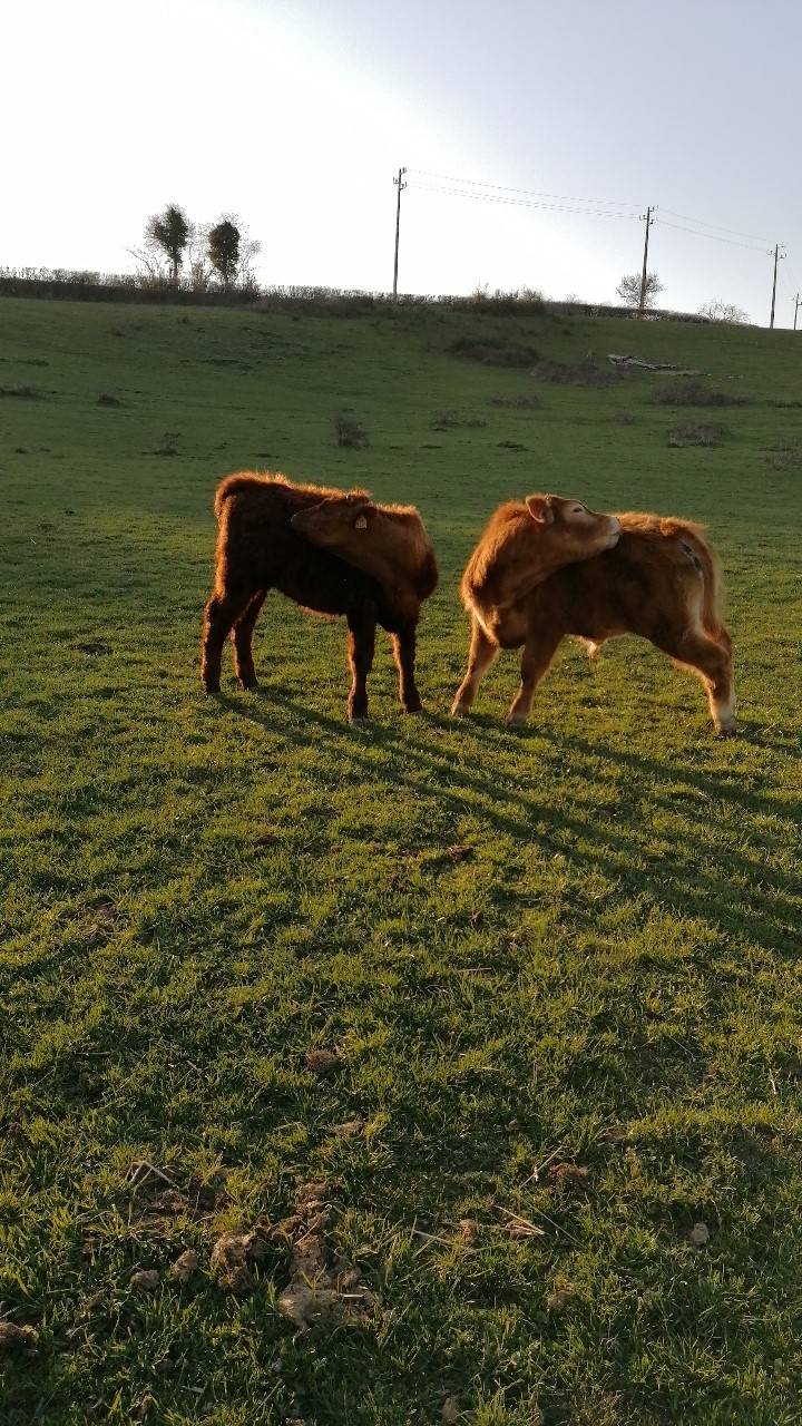 Perle et son copain