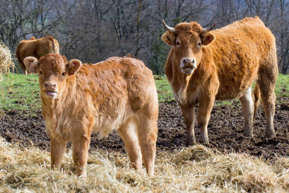 Vente de viande bovine bio à Saint-Angel-1 1