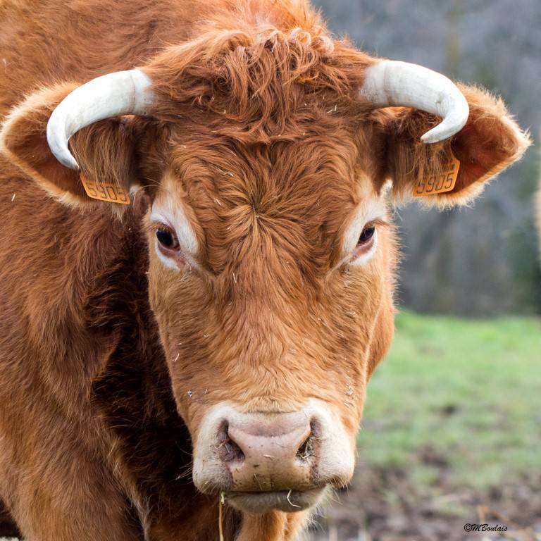 Vente de viande bovine bio à Saint-Angel-13