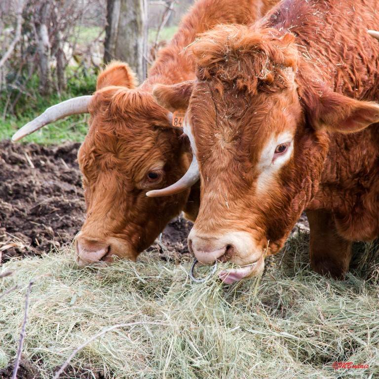 Vente colis viande Manzat